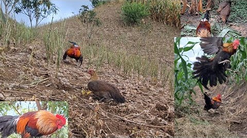 Gà rừng mái gọi trống chạy vòng vòng cực phê.poj qaib xeev lau dhias ceev tiag tiag 