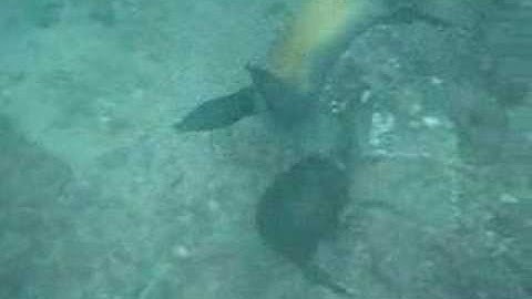 25 Cris Video Galapagos Diving Playing Sealions 02