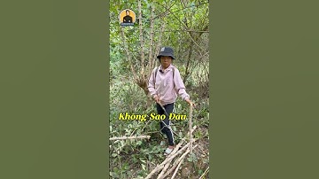 Chặt củi bán kiếm từng hạt gạo  #quyenvlog