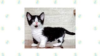 8 Munchkin Cat Breeds