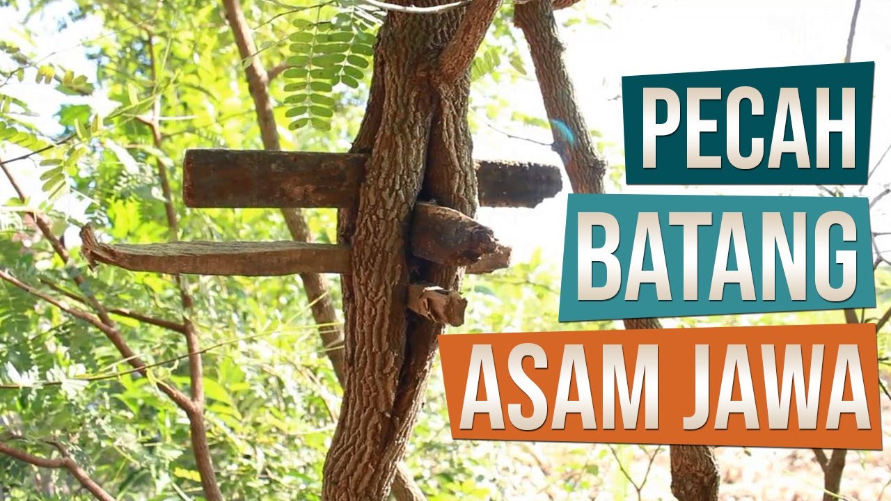 Pecah Batang Bahan Bonsai Asam Jawa (Tamarindus indica 