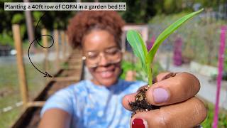 LETS PLANT CORN and a BUNCH of TOMATOES