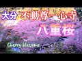 一心寺のぼたん桜【4K】