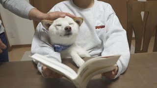 お姉ちゃんに遊んでとおねだりした柴犬が抱っこされて超幸せな顔になった！