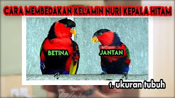 Burung Nuri Youtube