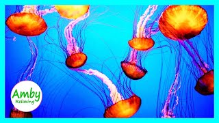 The Best Jellyfish Aquarium Meditation \& Sleep Music 3 Hours RELAXING MUSIC HD 1080P Screensaver