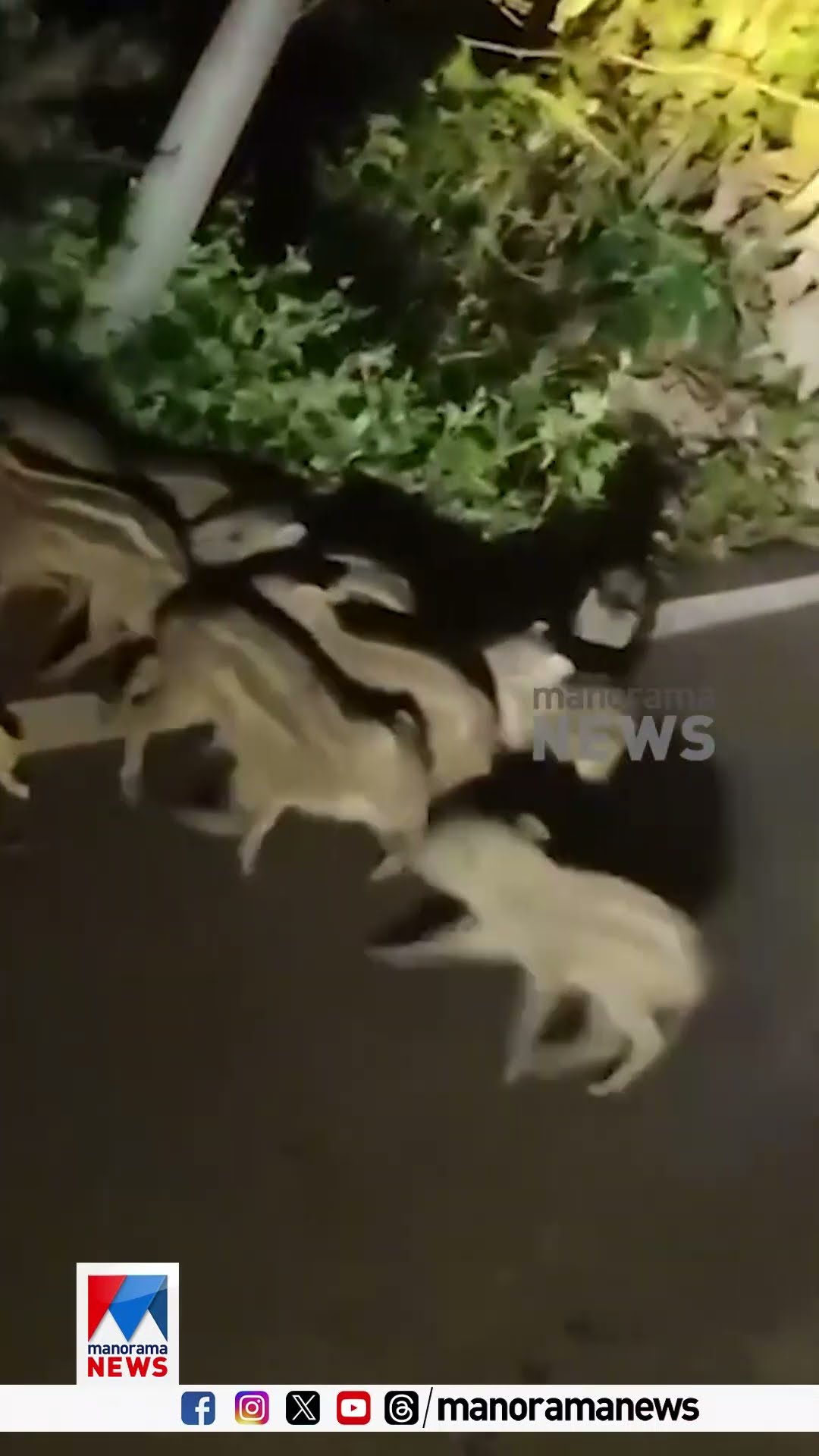 പൂയപ്പളളി മേഖലയില്‍ കാട്ടുപന്നി ശല്യംരൂക്ഷം; പന്നികള്‍ കൂട്ടത്തോടെ റോഡിലിറങ്ങിയതിന്‍റെ ദൃശ്യങ്ങള്‍