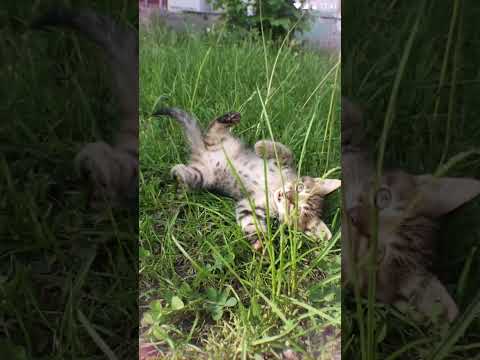 ごろごろ！#子ネコ #cat #ねこ