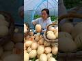 Cucumber farming life and harvest activity #viral #shorts #agriculture #life
