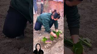 Seedling Planting Drill Bit Fast and Easy Gardening Tool #shorts #gardening #tools