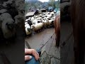 Вівці 🐑🐏🐐