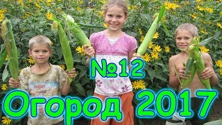 Огород 2017г. - обзор посадок, малинник, мороз, сбор урожая. (08.17г.) Семья Бровченко. Огород 2017г. - обзор посадок, малинник, мороз, сбор урожая. (08.17г.) Семья Бровченко.