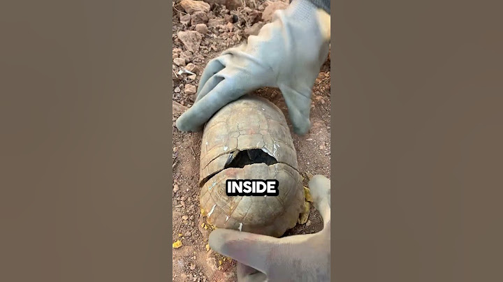 What's Inside A Turtle Shell?