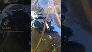 Turtle ALIVE Under ICE?😱 #pets #turtle #reptiles