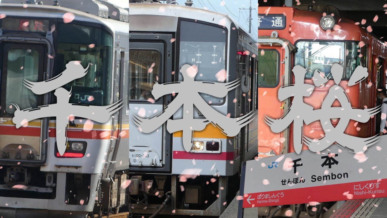 "千本"桜【中国山地縦貫】