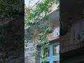 Melancia suspensa na varanda #horta #melancja #hortaemcasa #hortaorganica