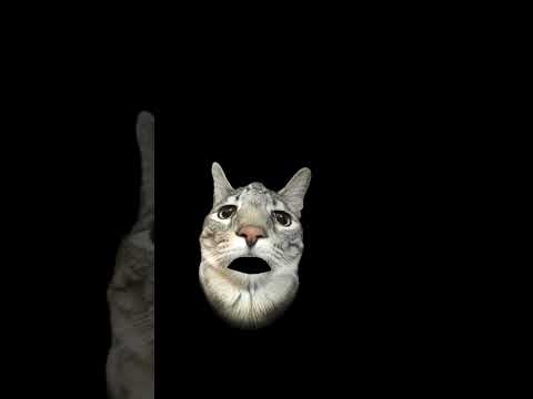 #cat #fypシ 😁