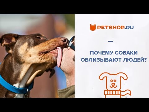 ПОЧЕМУ СОБАКИ ОБЛИЗЫВАЮТ ЛЮДЕЙ? КАК ОТУЧИТЬ СОБАКУ ОБЛИЗЫВАТЬ ЛЮДЕЙ?