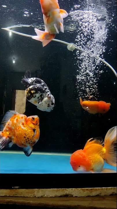 Tips untuk menjaga aquarium kamu tetap bening #ikanhias #hobbyikan #aquarium #aquariumbening