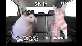 Cats Driving