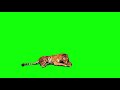 كروما نمر Tiger Green Screen 