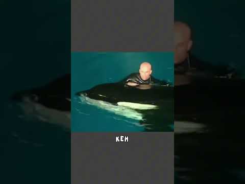 Косатка держала тренера под водой 50 секунд #животные #косатка #shorts