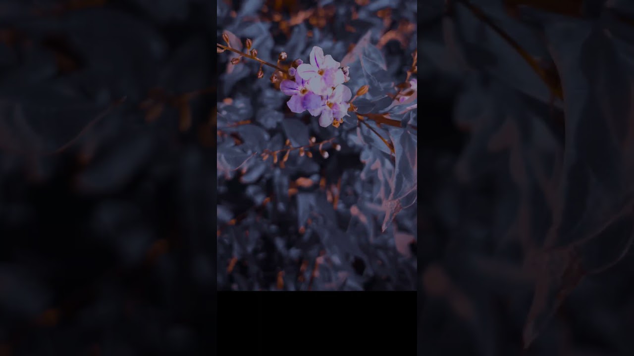 black and light blue Photo editing lightroom mobile