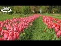 The Most Spectacular Flower Fields, VR 360 video