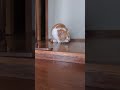 夢中になり過ぎて呼吸を忘れる猫 #元野良猫チャチャ #cat #ねこ #猫 #shorts