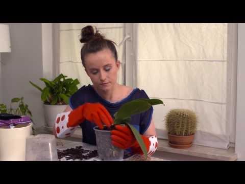 Video: 3 veidi, kā atjaunot bojātas skropstas pēc skropstu pieaudzēšanas