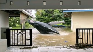 Download Lagu Top 5 Hewan Banjir MP3