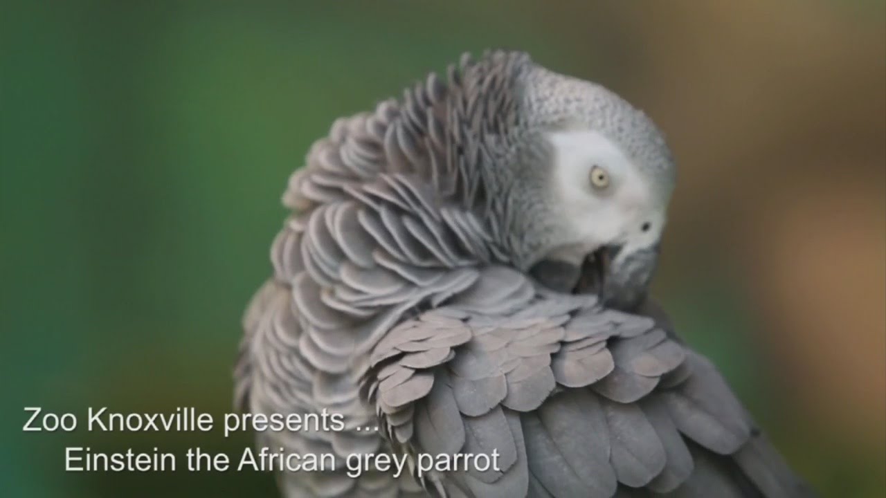 Zoo Knoxville celebrates African grey parrot’s 30th birthday YouTube