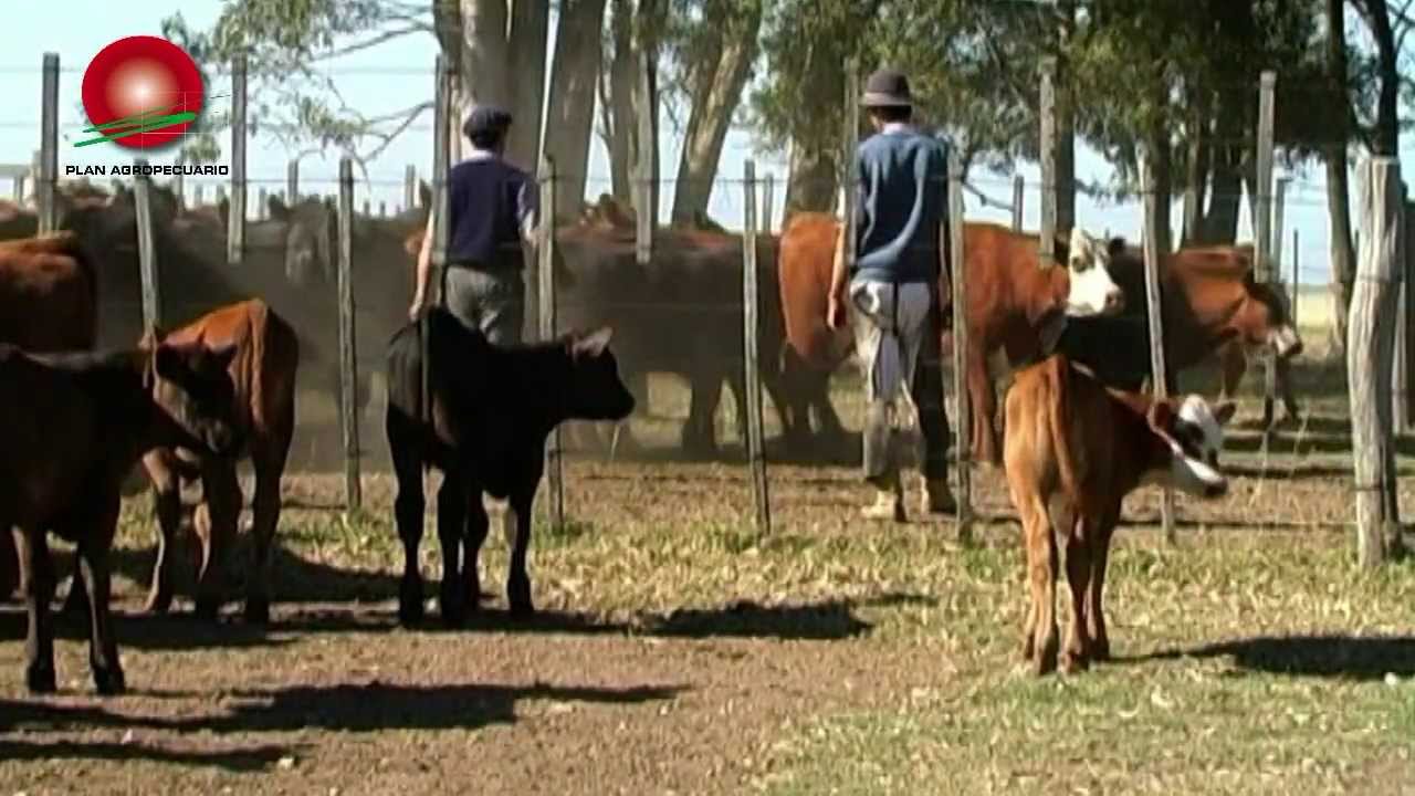 Destete precoz a corral