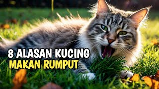 8 Alasan mengapa kucing makan rumput?