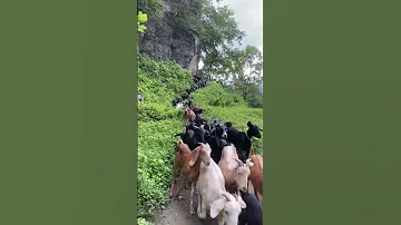Black Goats The Ancient Art Only Few Still Practice 