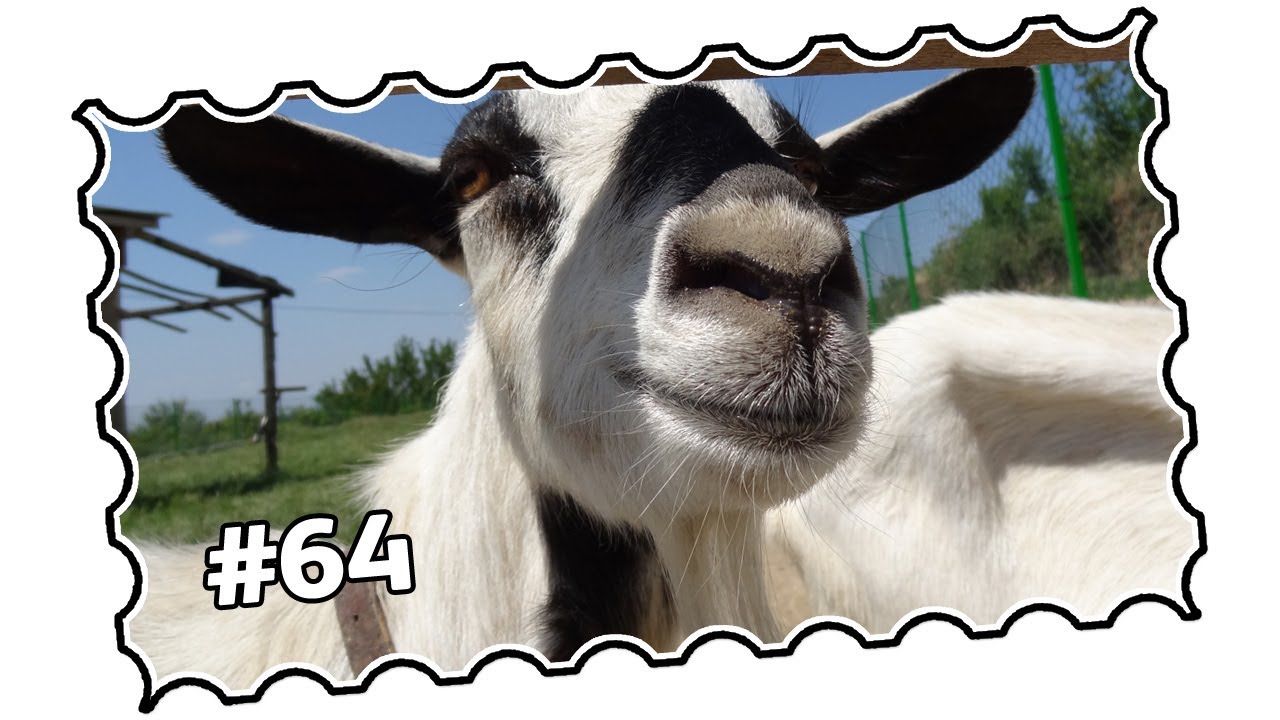 #64 - Belgrade, Serbia - Višnjica, Višnjička Banja and Lešće (05/2013)