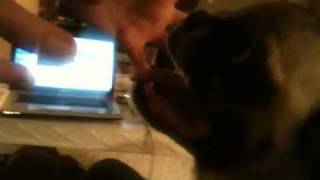 Buster Is The Angriest Of All Pugs