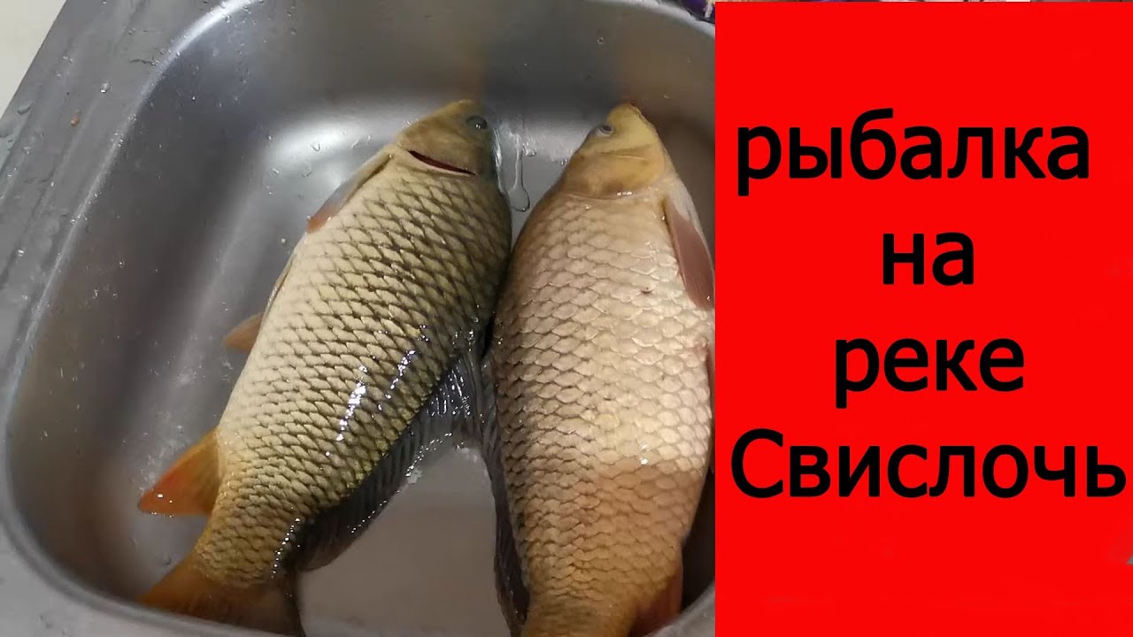 Рыбалка на реке Свислочь, Минск, Стайки. 08.10.2022г.№1 - YouTube