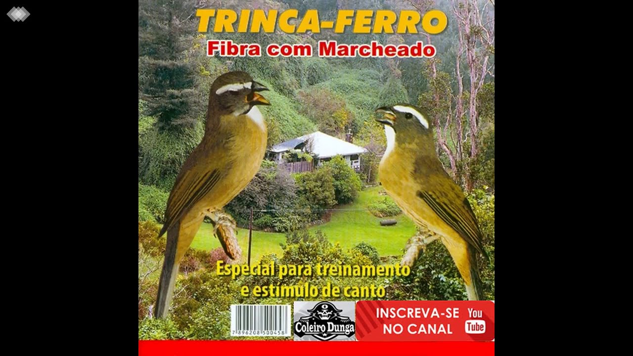 Canto De Chuva De Trinca Ferro Trinca Ferro Fibra Com Macheado Youtube