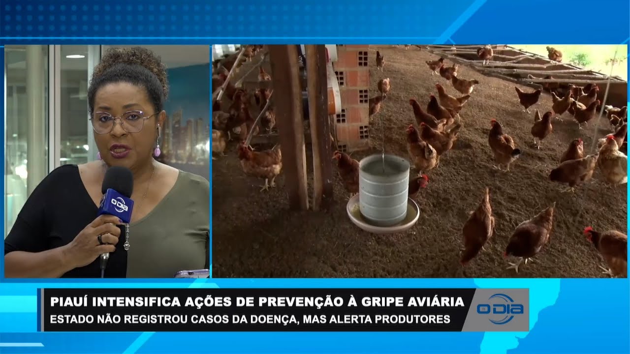 Piauí intensifica ações de prevenção à gripe aviária 08 06 2023