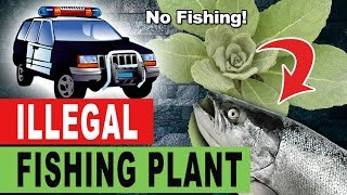 The Illegal FISHING Plant  Mullein