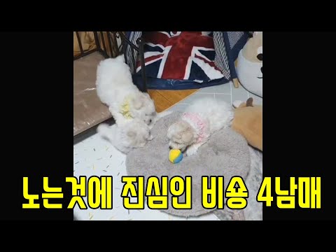 노는것에 진심인 비숑 4남매