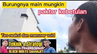 burung nya main mungkin hanya kebetulan, tes reaksi dan manuver void