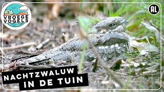 Dommelende nachtzwaluw | Zelf Geschoten | Vroege Vogels