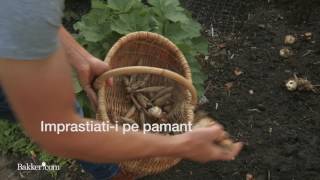 Cum sa aveti o gradina plina de flori
