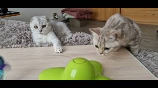 Funny games of Scottish fold and Scottish straight kittens with a toy