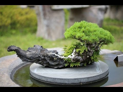  Rock  Clinging Bonsai  Style Ishizuke YouTube