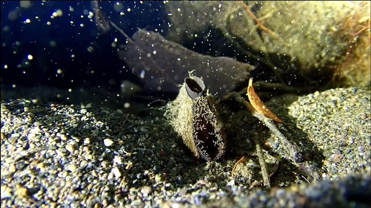 A western ridged mussel (Gonidea angulata) filter feeding YouTube