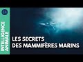 Connaissez-vous vraiment les mammifères marins ? I IA