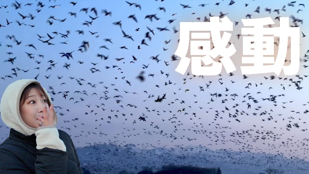 空を埋め尽くす数万の渡り鳥がすごすぎる…!北海道の大自然に感動!【マガン】